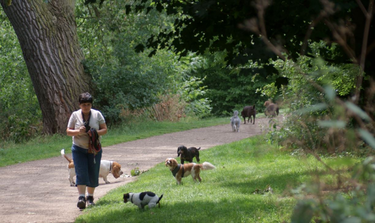 Best 15 dog parks in England for 2020